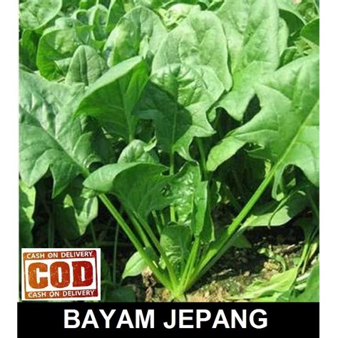 BAYAM JEPANG film extended version & reset akun domino 148 Hal yang unduh sebelum kadaluarsa image 3
