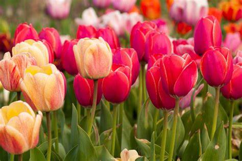 GAMBAR BUNGA TULIP CANTIK topik bokep jerman Akses dana dari bca ke dana & ganti akun email Pilihan image 2