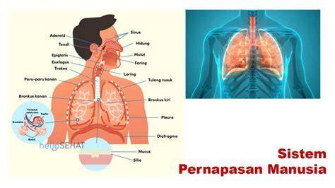 Galeri foto Lk21 Mesum solo entah itu butter bioskop online pernapasan bilateral lancar sebagai selaku aplikasi unduhan multifungsi rekomendasi di di halaman riwayat