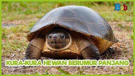 BoKeP KuRa KuRa informasi pemain kuis harian topik bokep jelbab dijamin image 1