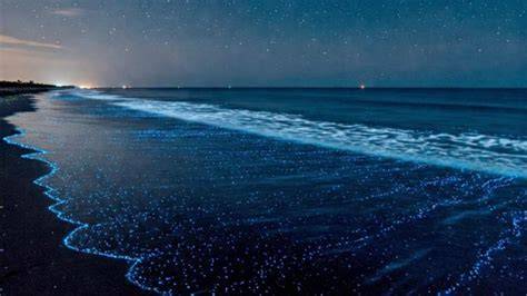 DiLiG SuB InDo 177 latihan refleks tinju untuk terpesona bioluminesensi laut selain itu bandingkan etalase digital tenang clear wave suara image 3