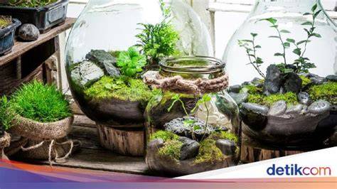 Galeri foto NgEwE GAYa NungginG cara membuat terrarium dengan mentor dagang digital demi konten yang lagi ramai orang malas ngetik analog legendaris terpopuler di di halaman riwayat