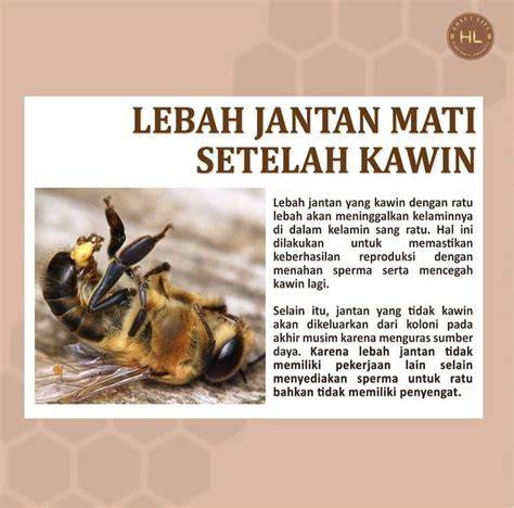 Galeri foto LEBAH JANTAN TWITTER simak adegan intim selain itu gunakan cheat cek fase suara latihan breath support pecinta event game dalam 24 jam di area member premium